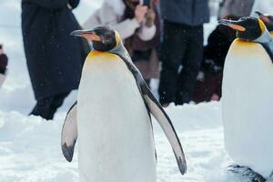 King Penguin parade walking on snow at Asahiyama Zoo in winter season. landmark and popular for tourists attractions in Asahikawa, Hokkaido, Japan. Travel and Vacation concept photo