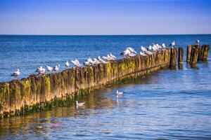 Gulls on groynes in the surf on the Poland Baltic coast photo