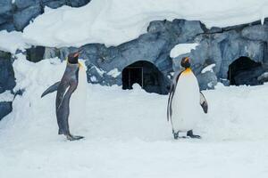 King Penguin parade walking on snow at Asahiyama Zoo in winter season. landmark and popular for tourists attractions in Asahikawa, Hokkaido, Japan. Travel and Vacation concept photo