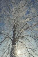Frozen tree on winter field and blue sky photo