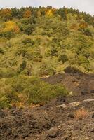 Close-up of the solidified lava and the small vegetation taking foot on it, South side of the Etna, Catania, Sicily photo