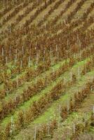 viñedo en amable Pendiente en etna región, Sicilia foto