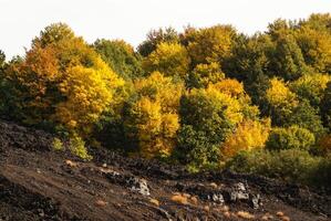 de cerca de el solidificado lava y el pequeño vegetación tomando pie en él, sur lado de el etna, catania, Sicilia foto