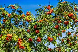 Rowan tree with red berries and leaves photo