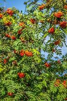 Rowan tree with red berries and leaves photo