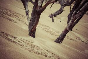 The Famous dune of Pyla fences, the highest sand dune in Europe photo