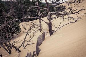 The Famous dune of Pyla fences, the highest sand dune in Europe photo