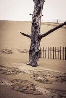 The Famous dune of Pyla fences, the highest sand dune in Europe photo