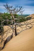 The Famous dune of Pyla fences, the highest sand dune in Europe photo