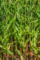 Green Corn field in the France photo