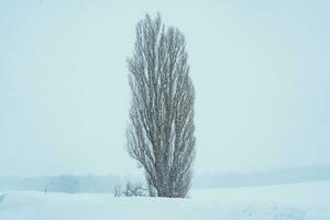 Tree of Ken and Marry with Snow in winter season at Biei Patchwork Road. landmark and popular for attractions in Hokkaido, Japan. Travel and Vacation concept photo