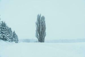 Tree of Ken and Marry with Snow in winter season at Biei Patchwork Road. landmark and popular for attractions in Hokkaido, Japan. Travel and Vacation concept photo