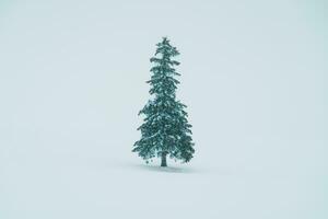 Beautiful Christmas tree with Snow in winter season at Biei Patchwork Road landmark and popular for attractions in Hokkaido, Japan. Travel and Vacation concept photo