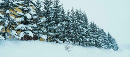 Christmas Tree with Snow in winter season at Biei Patchwork Road landmark and popular for attractions in Hokkaido, Japan. Travel and Vacation concept photo