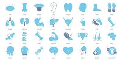 Anatomy icons set. Set of editable stroke icons.Vector set of Anatomy vector