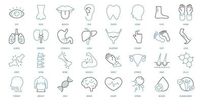 Anatomy icons set. Set of editable stroke icons.Vector set of Anatomy vector