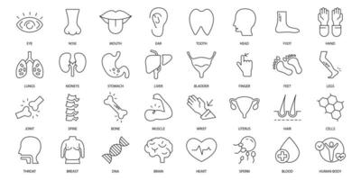 Anatomy icons set. Set of editable stroke icons.Vector set of Anatomy vector