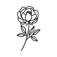 Vintage hand drawn line art peony flower and leaf branch vector