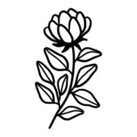 Vintage hand drawn peony flower line art vector element