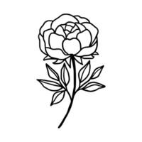 Vintage hand drawn line art peony flower and leaf branch vector