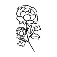 Vintage hand drawn line art peony flower and leaf branch vector