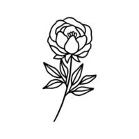 Vintage hand drawn line art peony flower and leaf branch vector