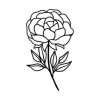 Vintage hand drawn line art peony flower and leaf branch vector