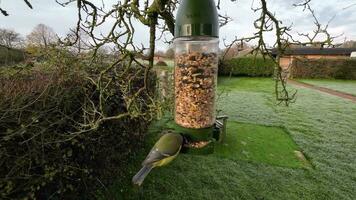 klein kleurrijk vogelstand in actie video