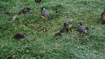 klein kleurrijk vogelstand in actie video