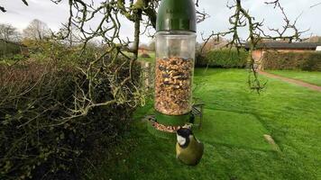 klein kleurrijk vogelstand in actie video