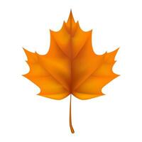 A realistic illustration of a orange maple leaf, capturing the essence of autumn. Not AI generated. vector