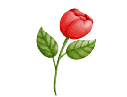 Aquarell rot Rose Blume mit Grün Blätter auf transparent Hintergrund png