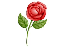 Aquarell rot Rose Clip Art png