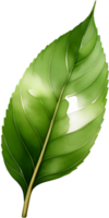 ai généré singulier splendeur dans notre exclusif vert thé feuille png collection , une vert feuille sur une transparent arrière-plan, Japon matcha Célibataire laisser