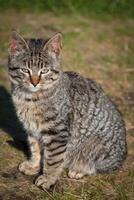 Cute little cat  on the grass photo