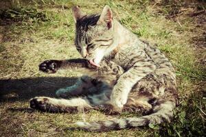 Cute little cat  on the grass photo