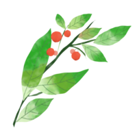 vert feuilles avec des fruits main dessin png