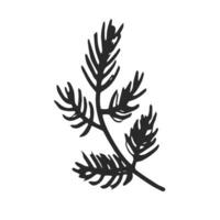 Coniferous tree branch vector icon. Hand-drawn illustration isolated on white backdrop.