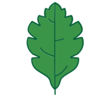 conception d'illustration de feuille png