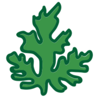 Leaf illustration design png