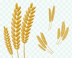 Wheat spikes of different sizes. 3D set stems with grains. Rye ear for processing vector