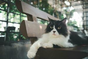 linda negro y blanco persa gato emplazamiento en piso y Mira a cámara, mascota y animal foto