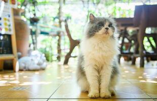 retrato de linda blanco y gris persa gato sentar en piso , mascota y animal foto