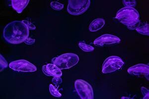 Fluorescent atlantic moon jellyfish swimming underwater aquarium pool with neon light. photo