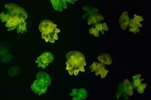 Group of yellow fluorescent jellyfish swimming underwater aquarium pool photo