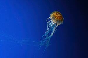 Jellyfish swimming underwater aquarium pool. photo