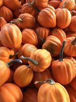 Pumpkin Pile orange photo