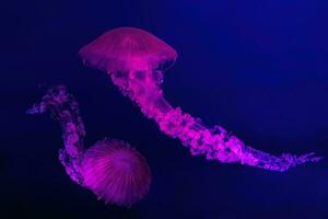 South American sea nettle jelly fish swim underwater aquarium pool with pink neon light photo