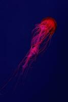 Fluorescent jellyfish swimming underwater aquarium pool with red neon light. photo