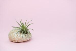 Tillandsia placing on natural stone on pink background. Tillandsia is a species of bromeliad in the genus Tillandsia. Copy space. photo